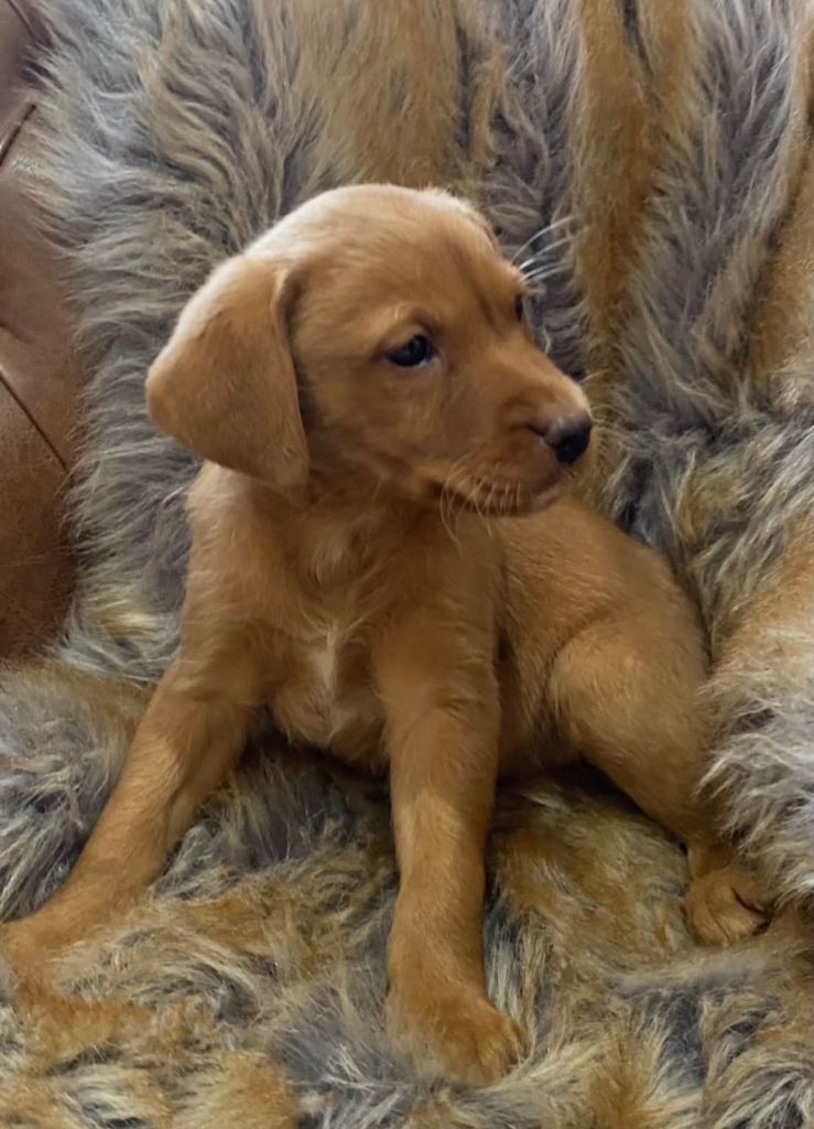 Labrador puppies