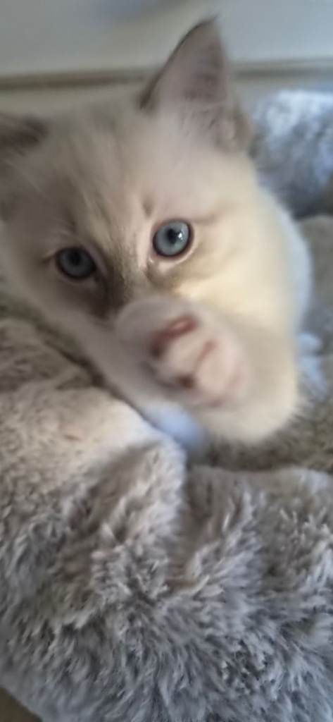 Blue Lynx Ragdoll boy