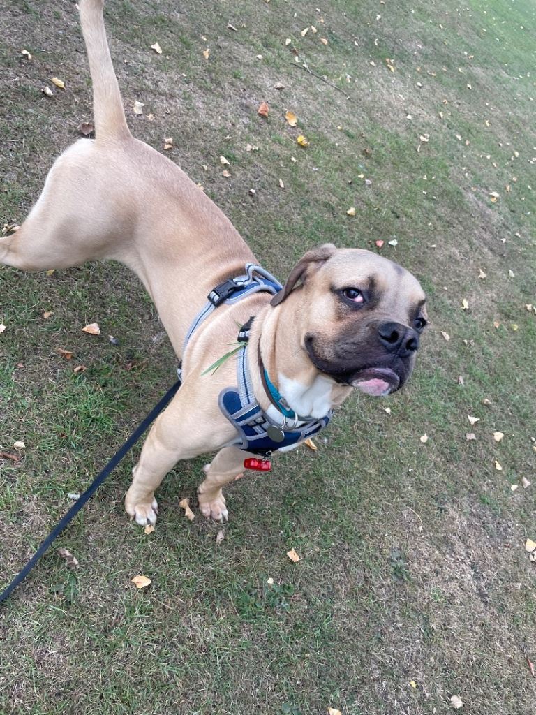 Douge de Bordeaux X mastiff 