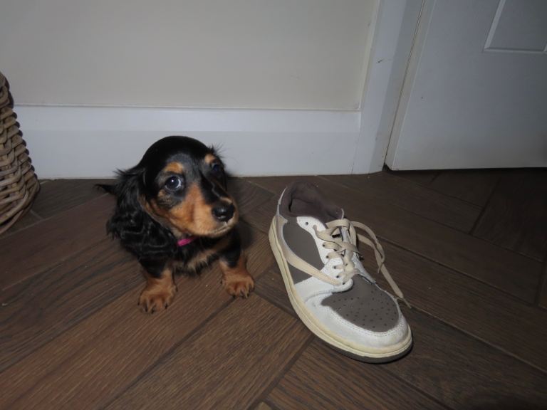 Our Last Little Lady – Black & Tan Miniature Long-Haired Dachshund 🐾