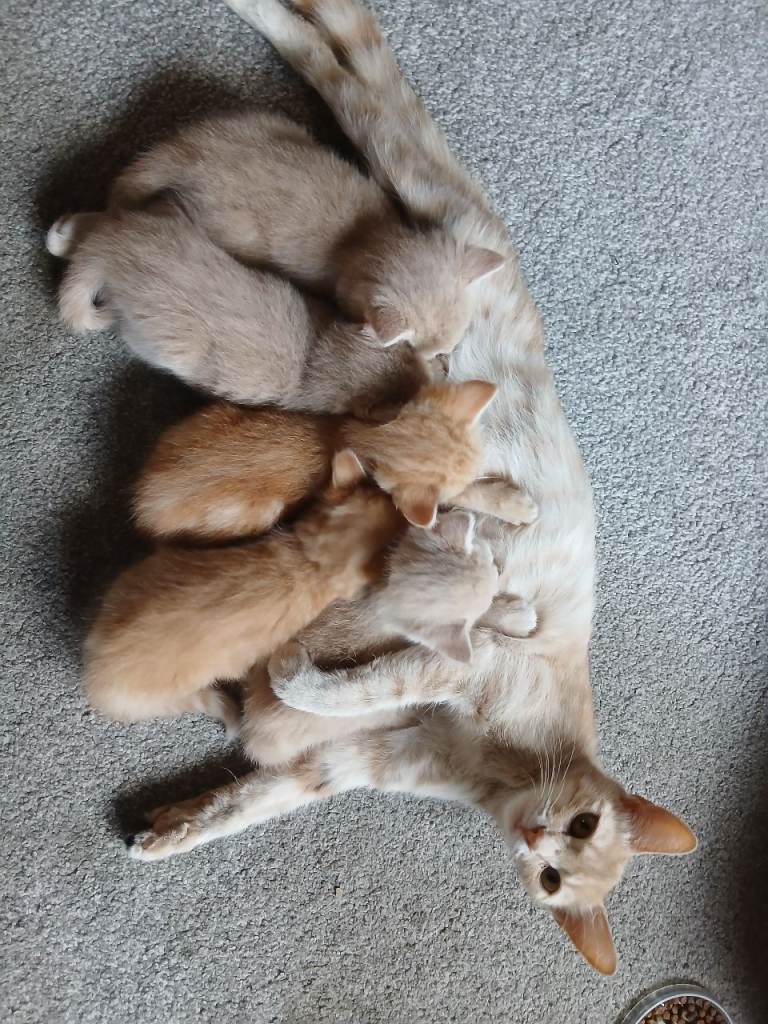 Beautiful kittens for sale