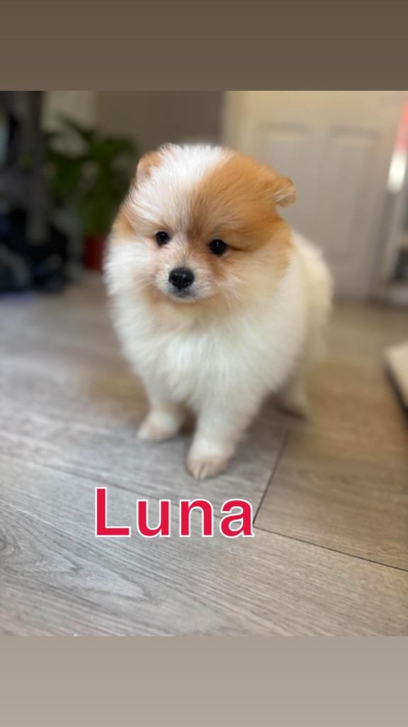 READY TO LEAVE  (1 girl and 3boys) Pomeranian Puppies 