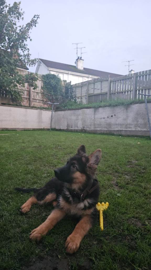 German Shepherd Puppy