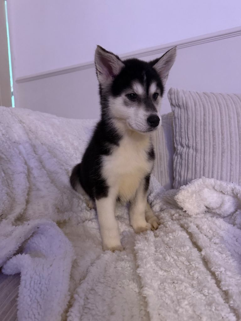 Huskita Puppies REDUCED PRICE