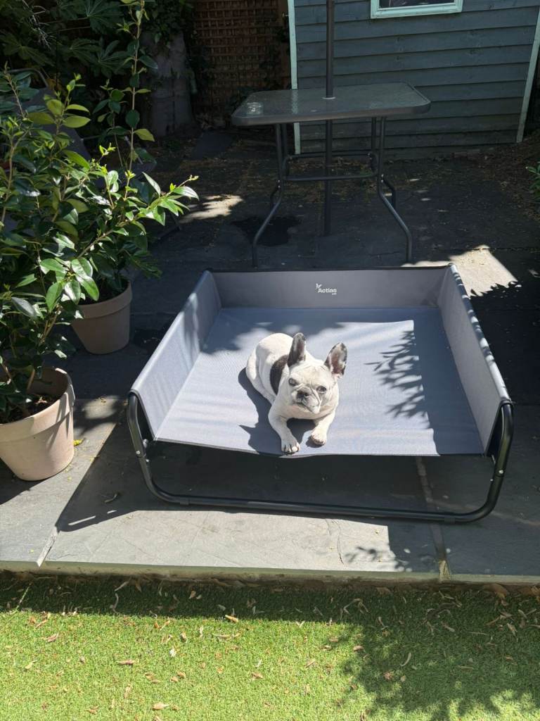 Free Brand New Dog Bed 