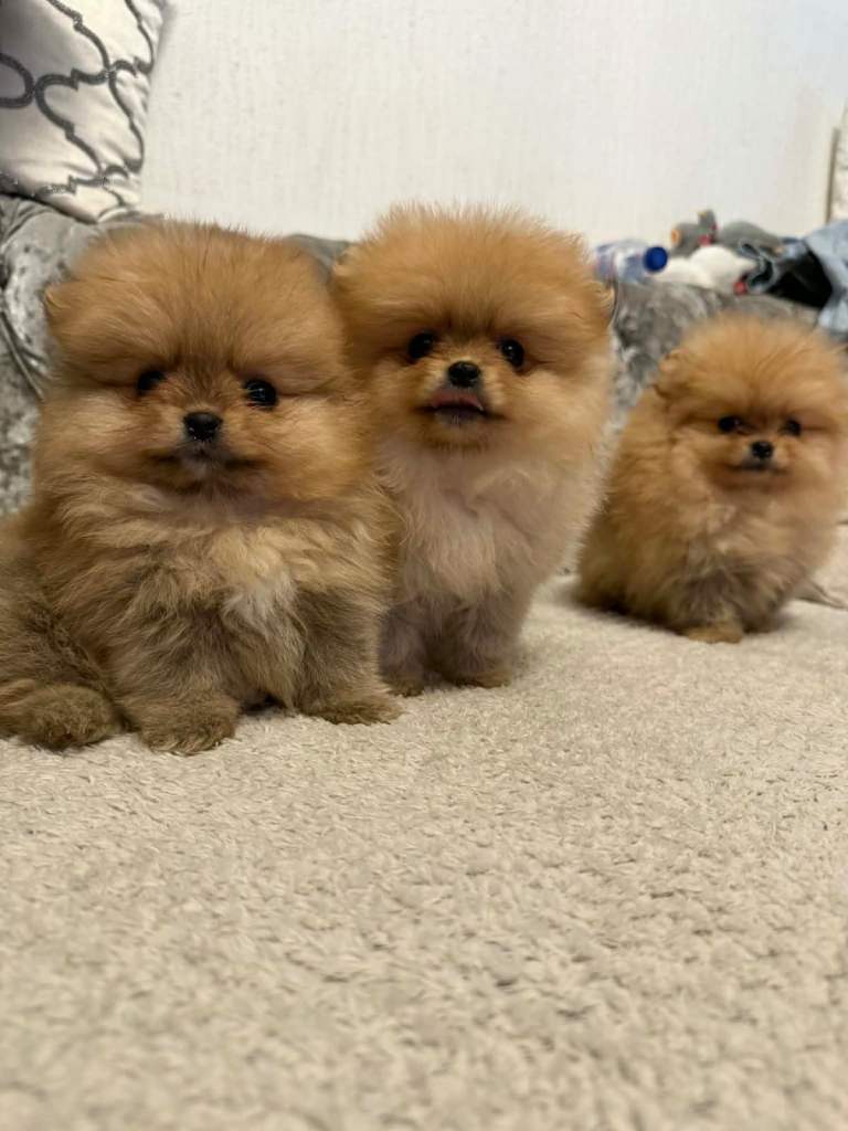 pomeranian Puppy Dogs