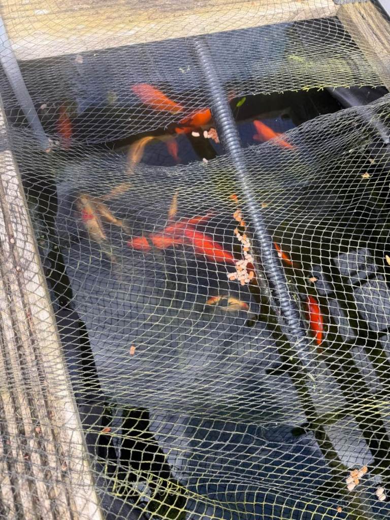 Goldfish, Shubunkins and Comets