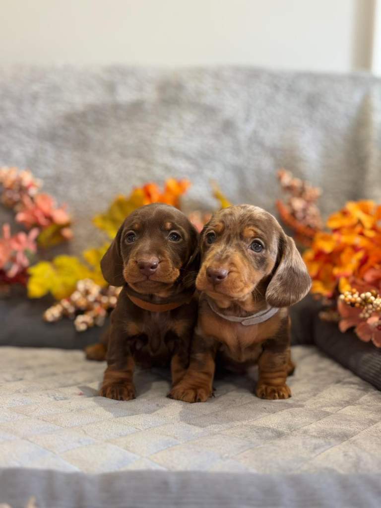 IKC miniature dachshund puppy’s 
