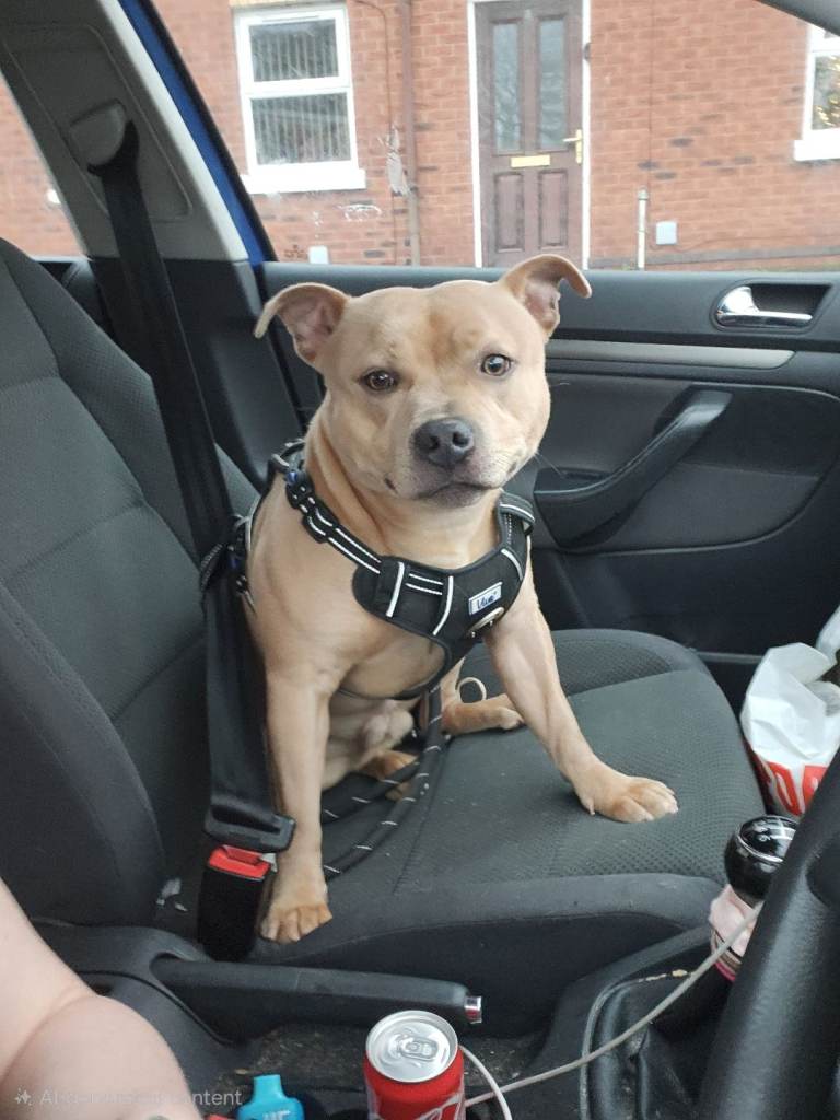 1 year old staffy needing forever home