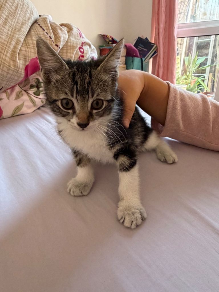 Playful and beautiful Asian tabby kittens