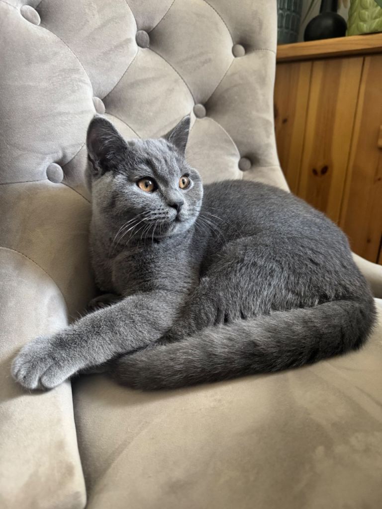 British Shorthair Male Kitten looking for new home 🥰