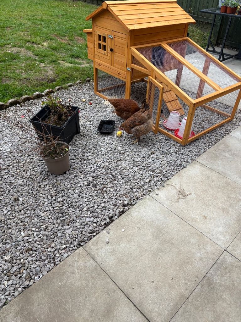 Chickens and chicken coop