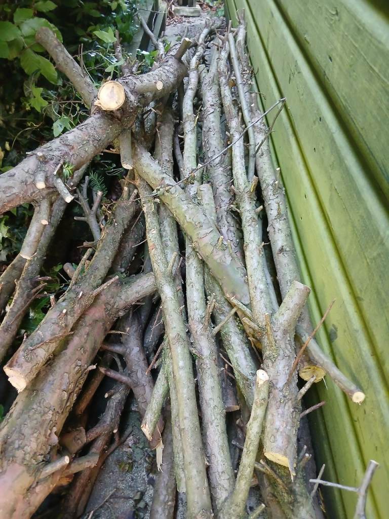 Free - Job Lot Tree Branches