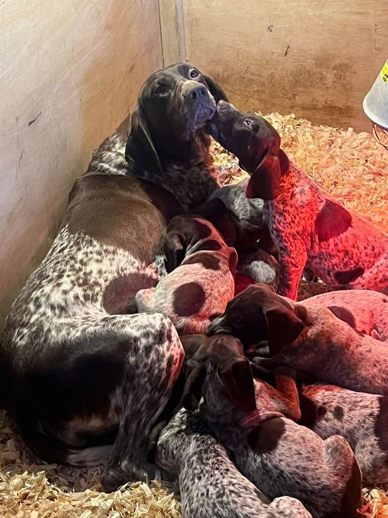 German shorthaired pointer puppies 