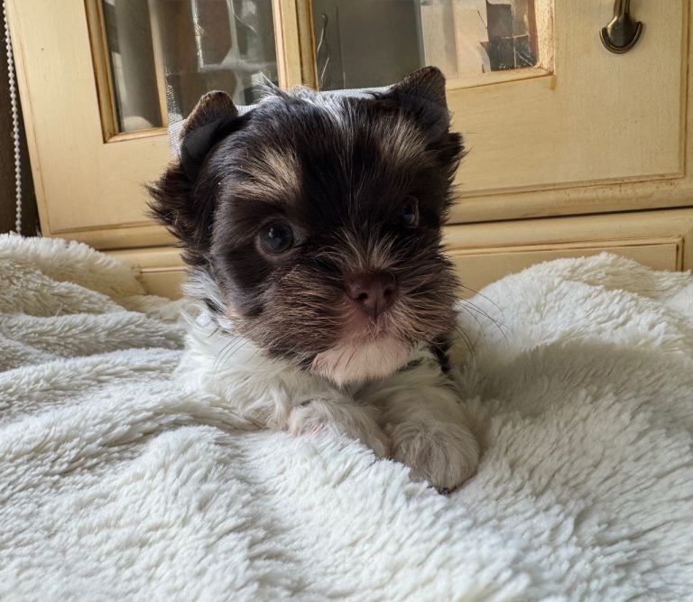 Biro and Biewer Yorkshire Terrier puppies 