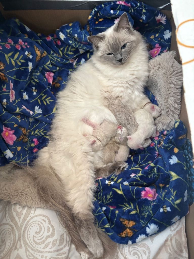 Ragdoll kitties