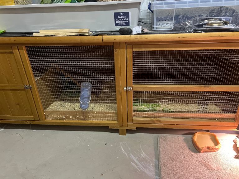 Guinea pigs