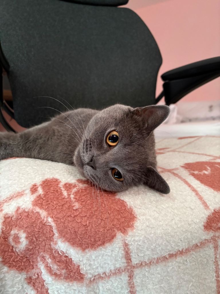 Our beloved Male Cat needs to be rehomed ASAP