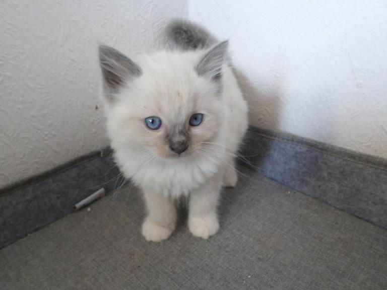  Purebred Ragdoll kittens