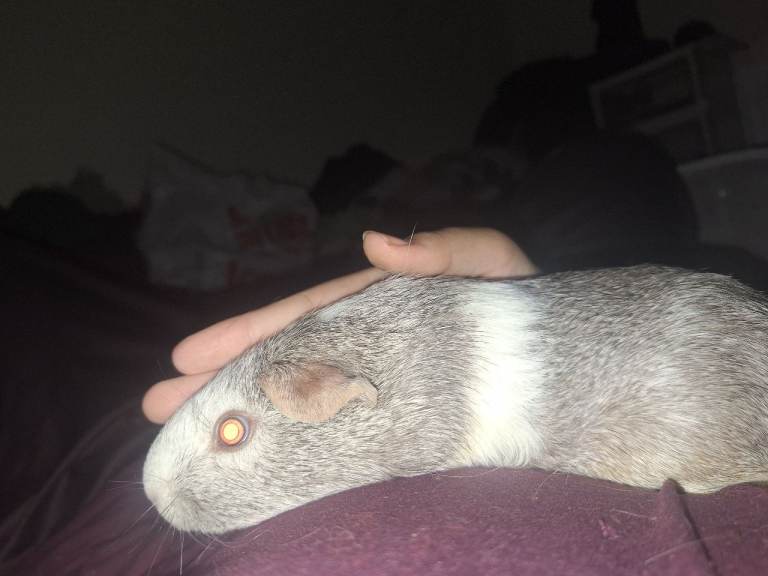 2 female Guinea pigs !!URGENTLY NEED TO GO!!