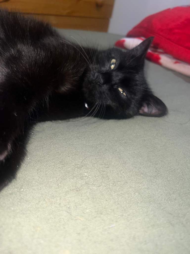 Mixed Female British shorthair 