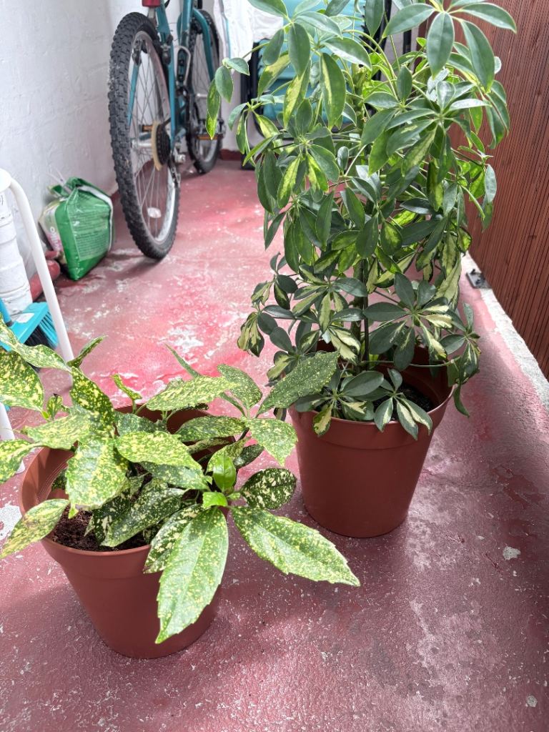 Bundle of 2 Healthy Variegated Houseplants – Schefflera & Gold Dust Croton (80cm + 40cm)