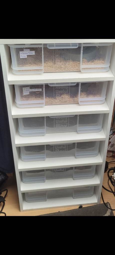 BALL PYTHONS AND EQUIPMENT