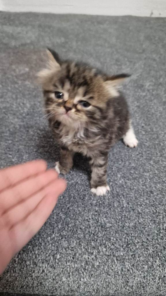 4 beautiful tabby  kittens ready too leave