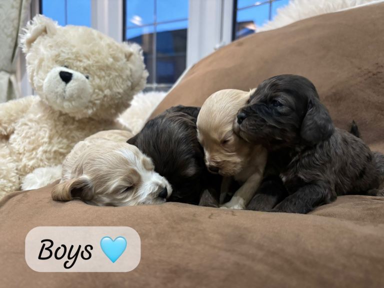 F1 Miniature Cockapoo Puppies - 5 girls 4 boys