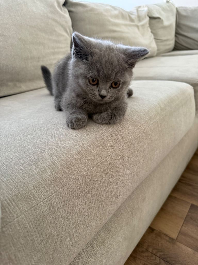 Female kitten for sale 