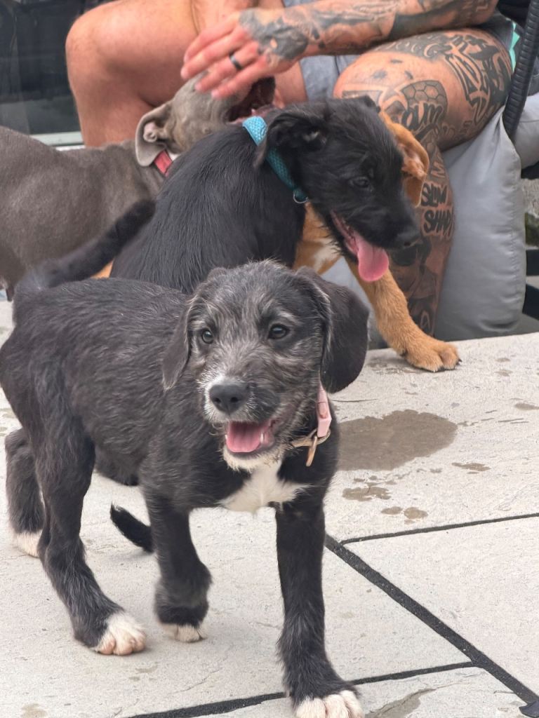 Staff / cockapoo Lurcher