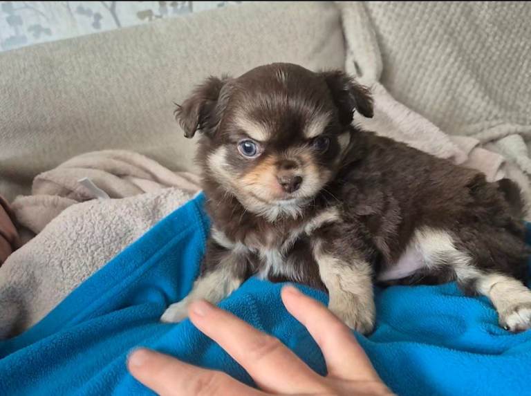 Chocolate tri chihuahua