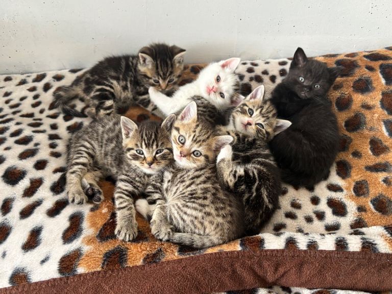 British Shorthair X Bengal Mix Kittens