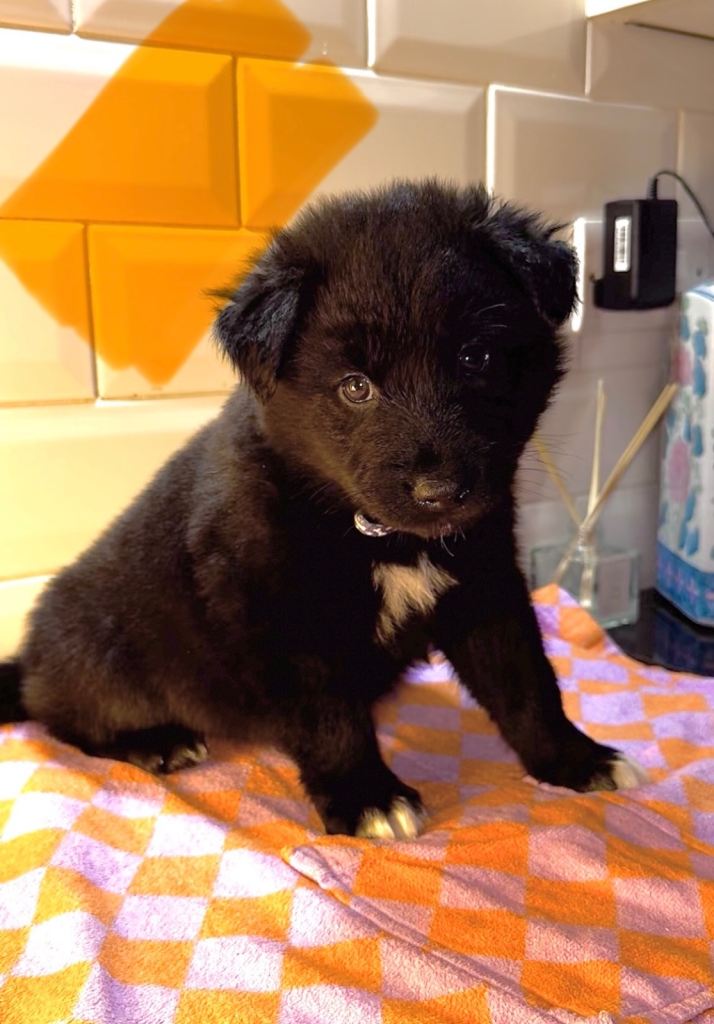 German Shepherd x Husky puppies 