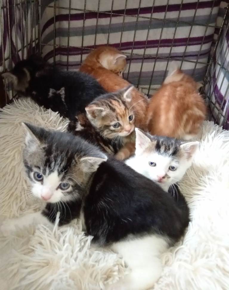 Kittens ready to leave now 