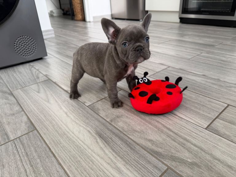 French Bulldog Puppies KC reg 