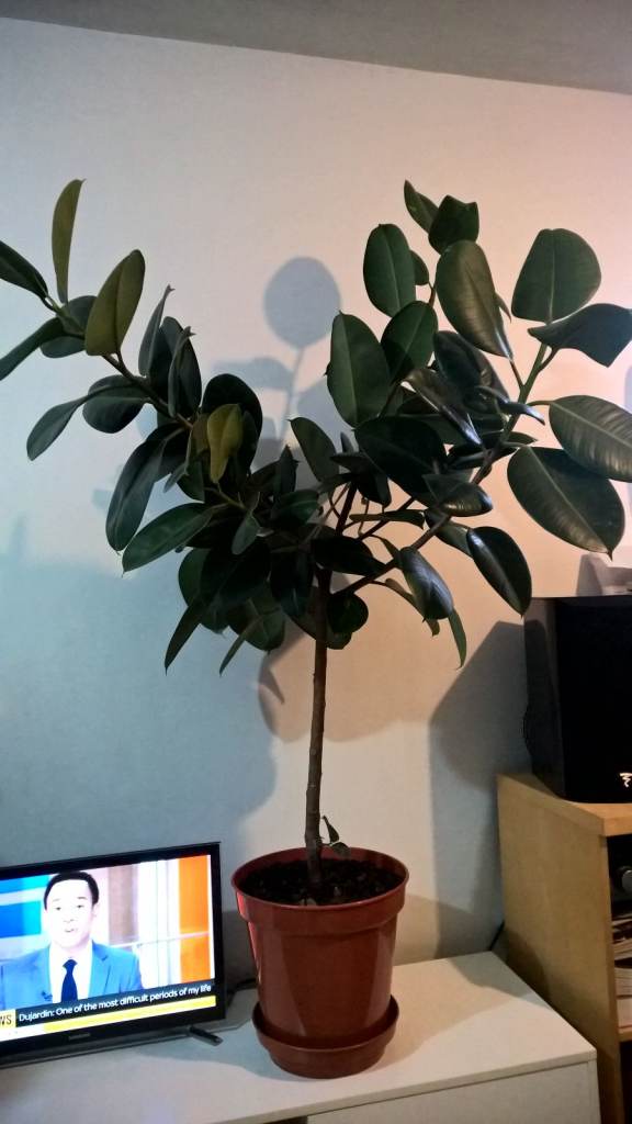 image for Big Ficus Elastica (Rubber Plant) Tree,