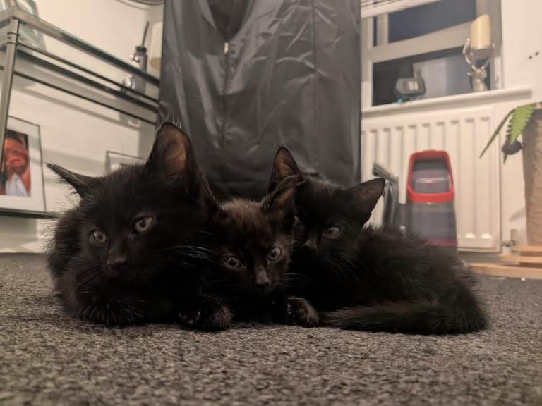 three black kittens 
