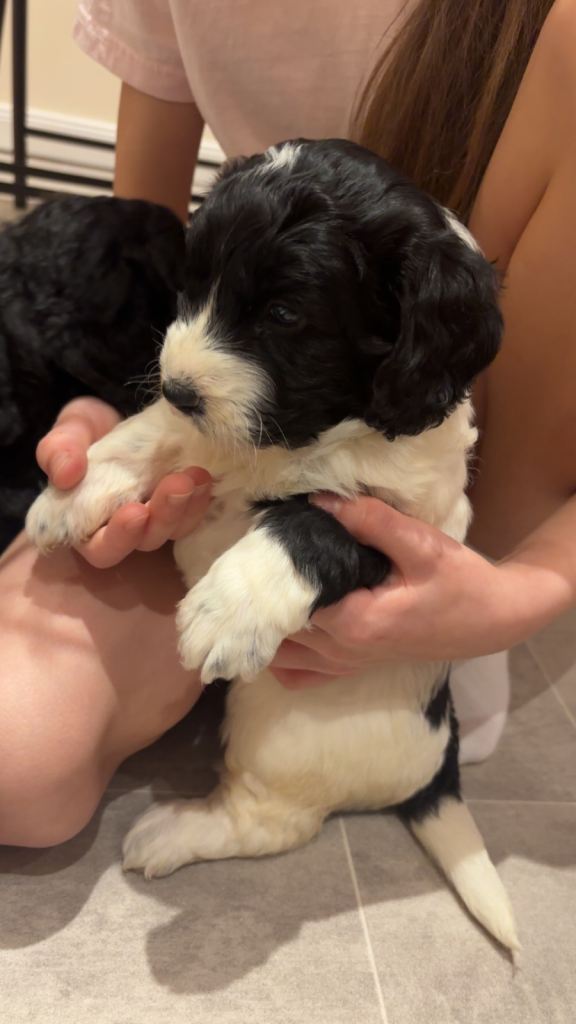 Cockapoo puppies 