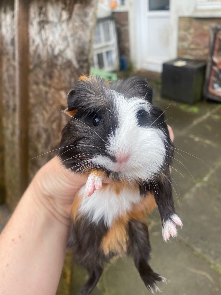 Various Guinea pigs