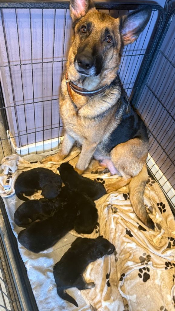 6 beautiful German shepherd pups for sale 