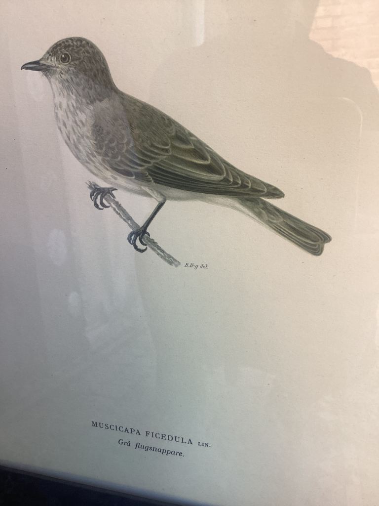 Framed bird engraving