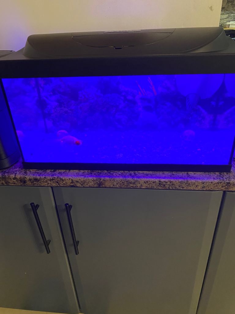 Fish tank setup + 1x fancy goldfish 