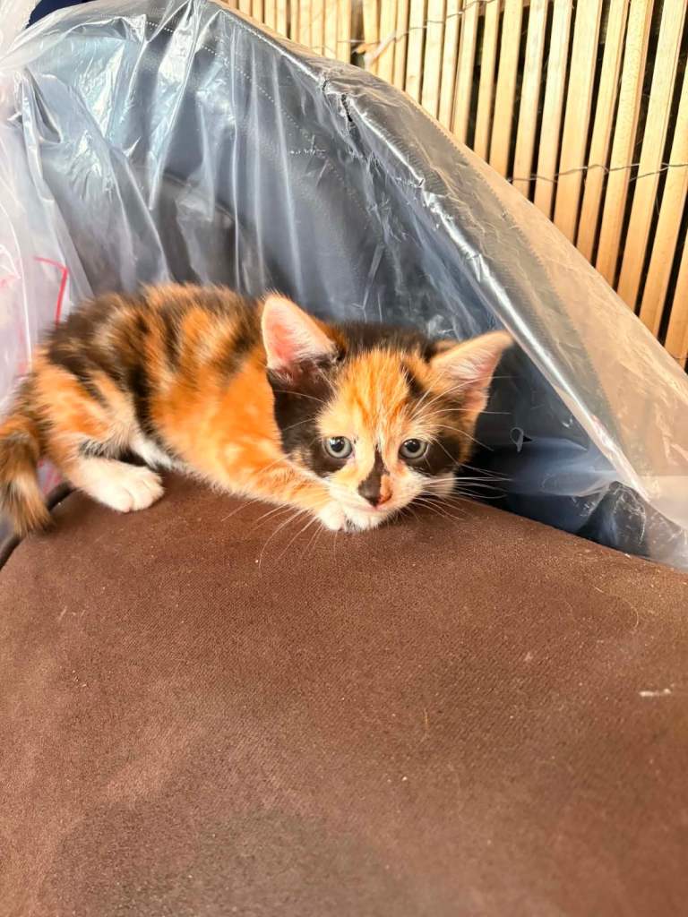 4 Adorable Kittens Looking for Their Forever Homes! 🐾