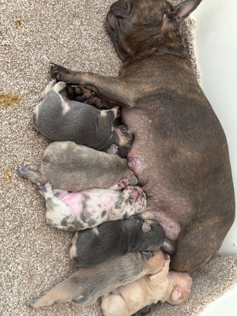 French bull dog puppies 