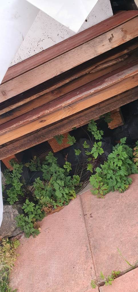 Vintage Wooden Blanket Box - Fair Condition