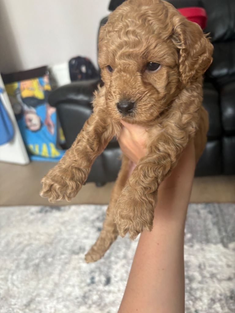 Beautiful miniature cockapoo pups 