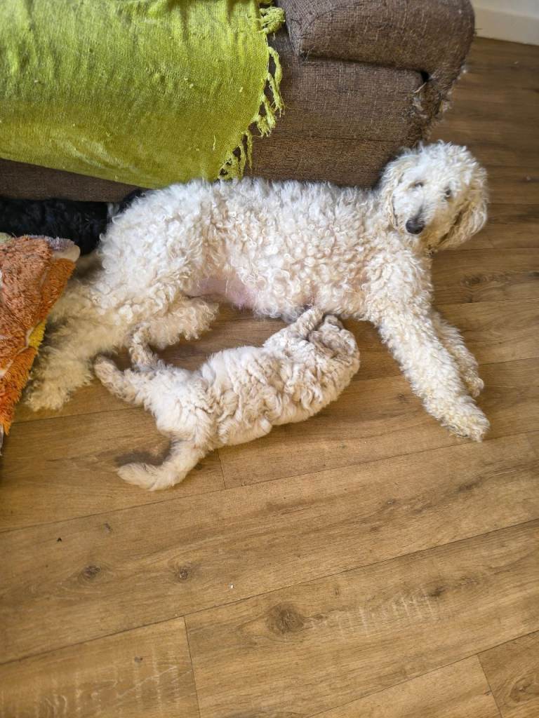 Toy cockapoo x Poodle puppies