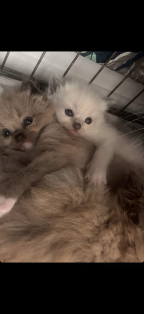Ragdoll kittens 