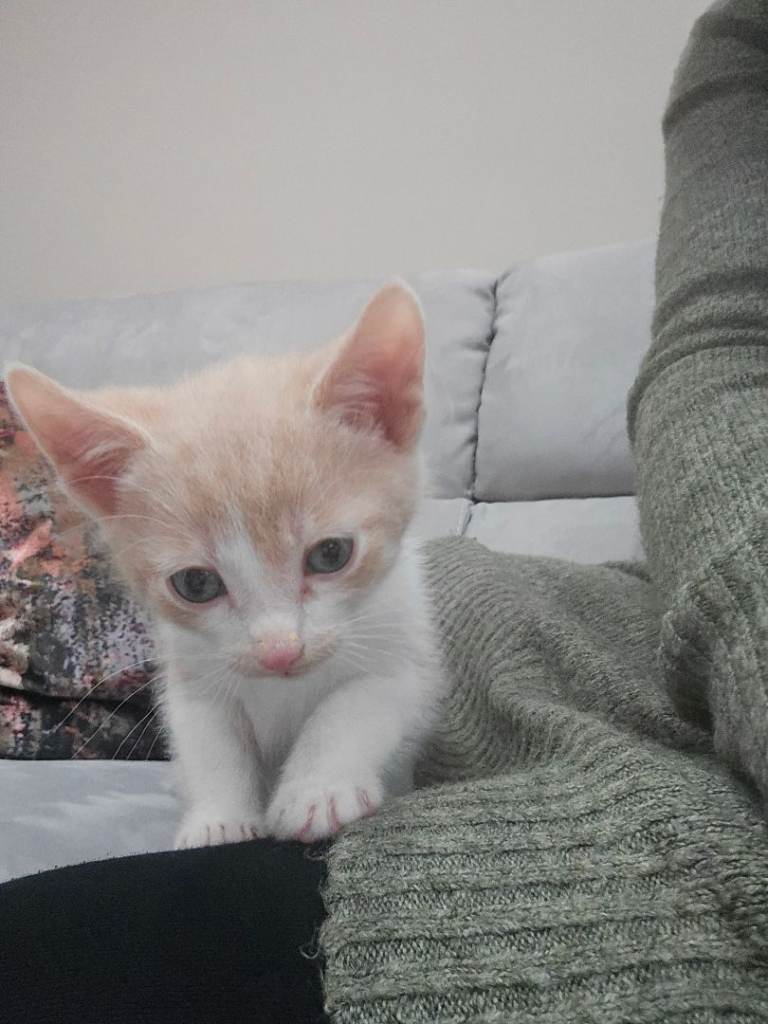 Kitten 9 weeks Old, With everything you need. 